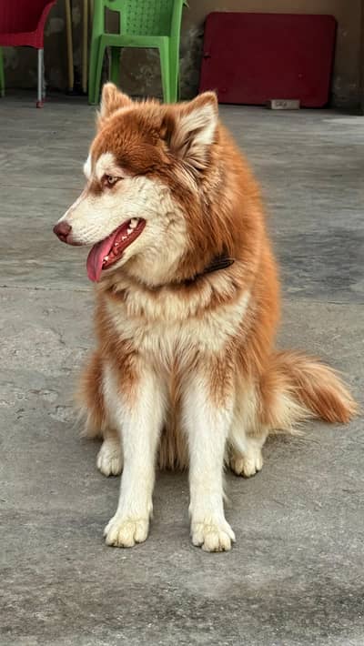 Home Grown Lovely Husky