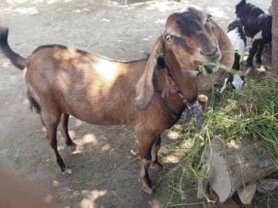 Bakra qurbani ka