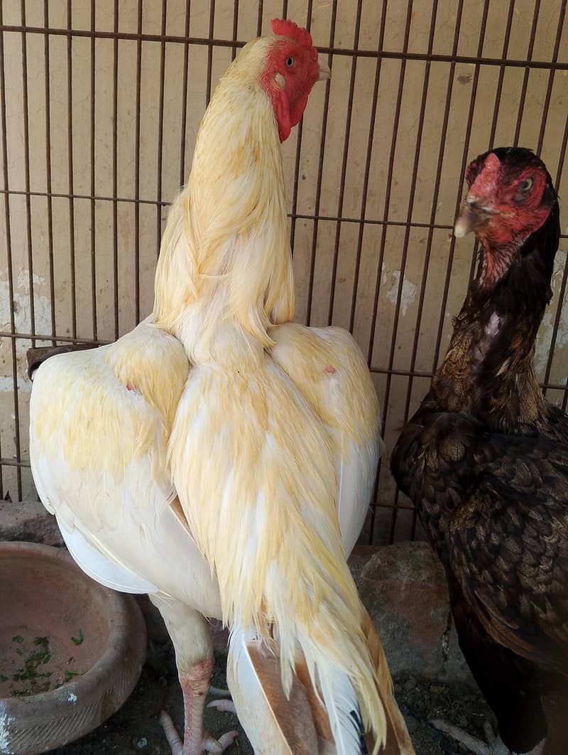 pair breed 1