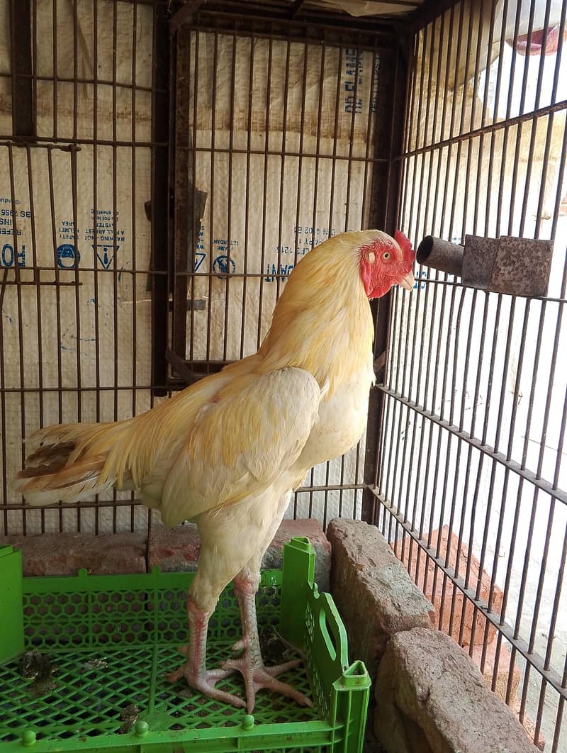 pair breed 0