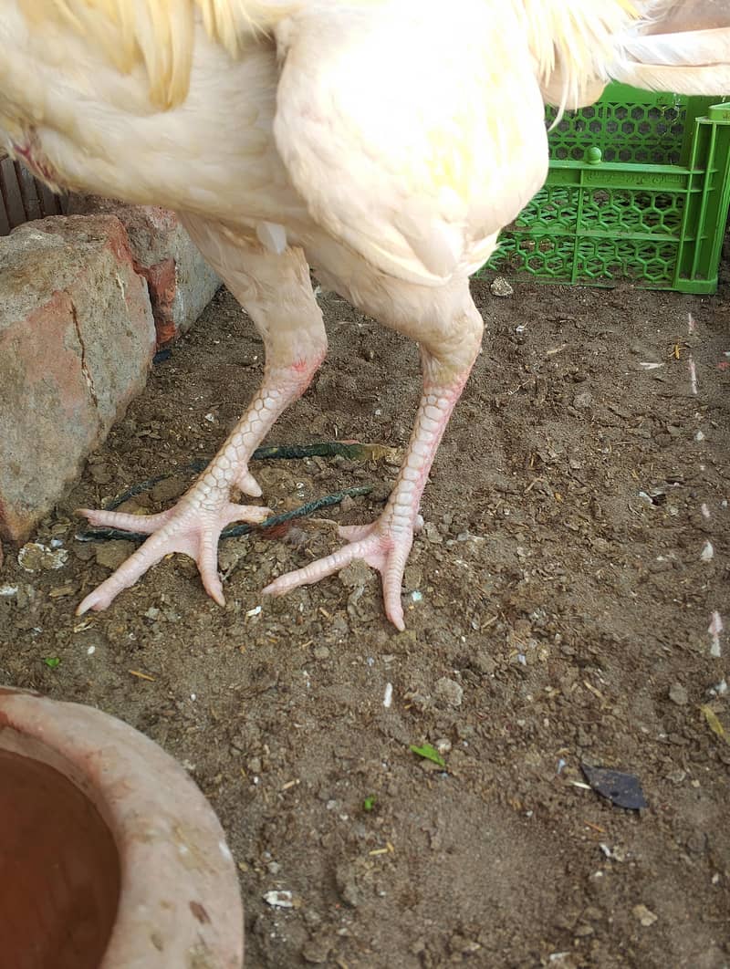pair breed 2