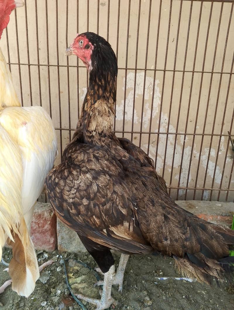 pair breed 3