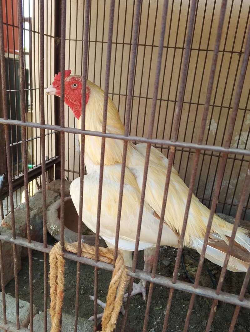 pair breed 6