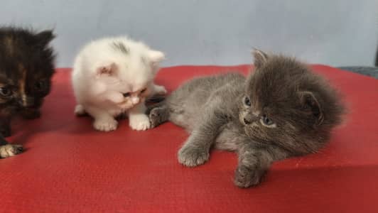 persian kittens triple code and healthy kittens playfull