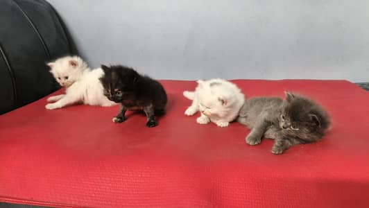 persian kittens triple code and healthy kittens playfull