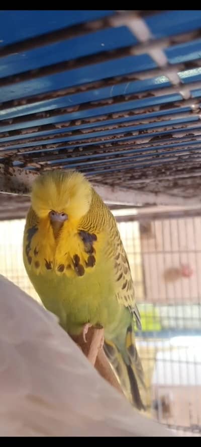 exhibition budgies