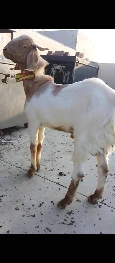 2 dant khassi bakray for sale aik sath denay hain