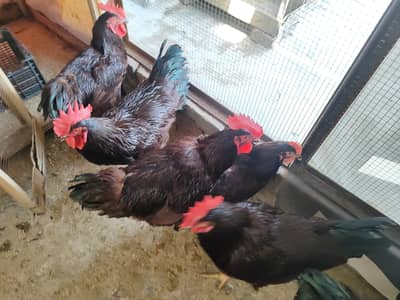 RIR Roosters for Sale!