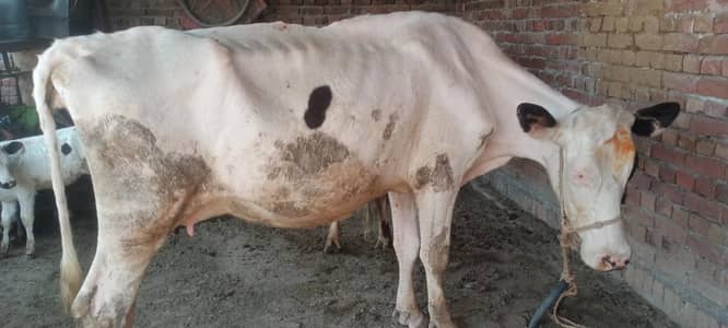 selling frezion cow with female calf