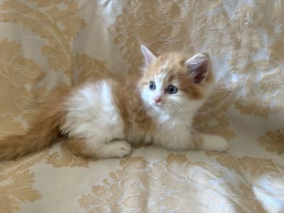 Adorable Persian Kittens for Sale 