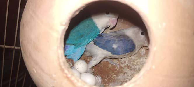 love bird breader pair for sale