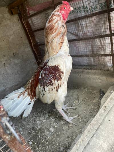 teno aseel 6,6,6 hazar ka hann