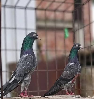 pign for sale