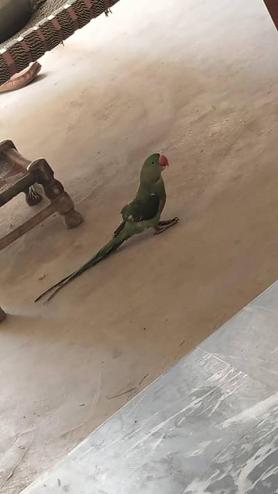 raw parrot