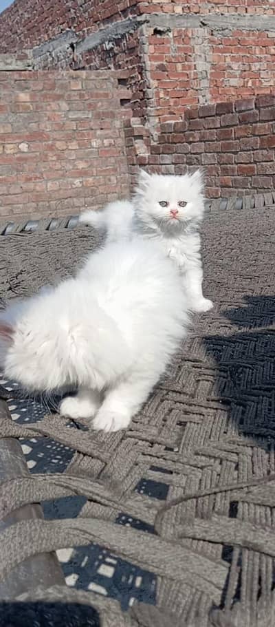 triple coated Persian kittens