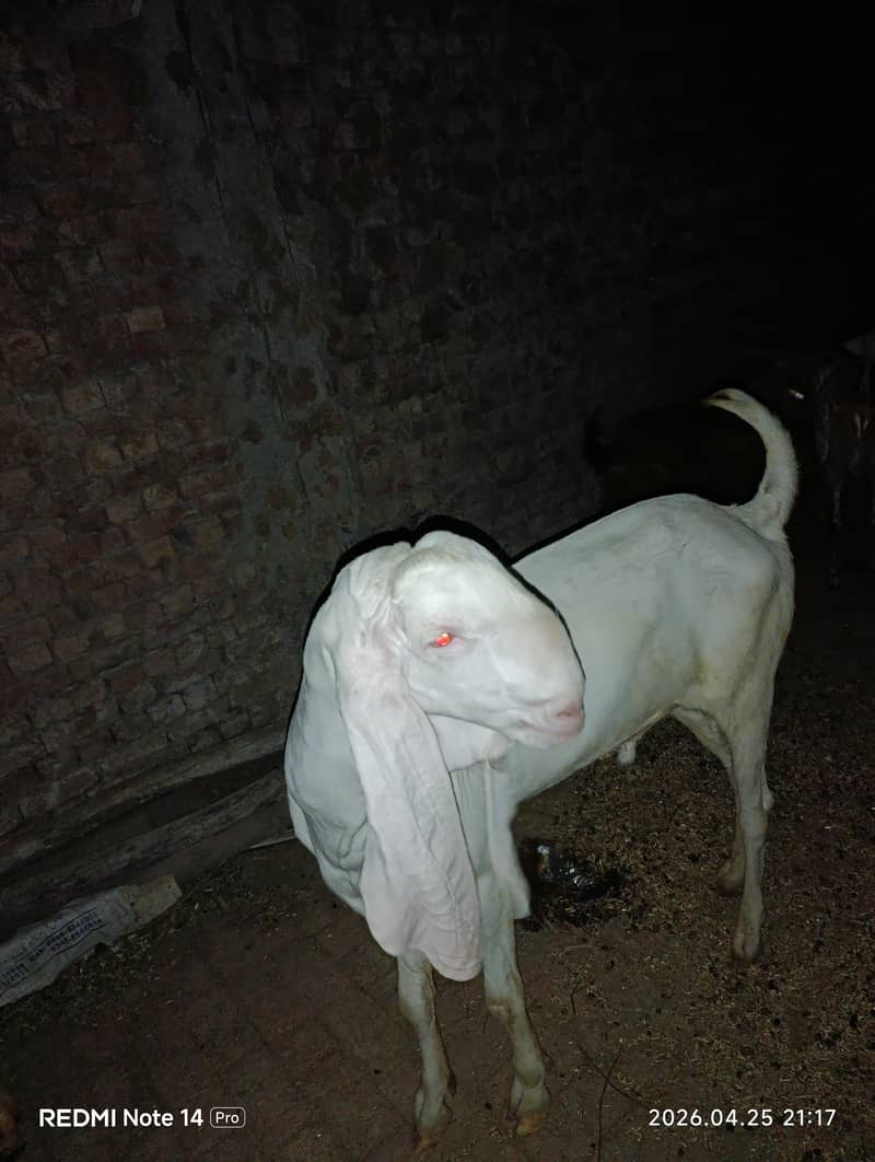 rajanpuri 0