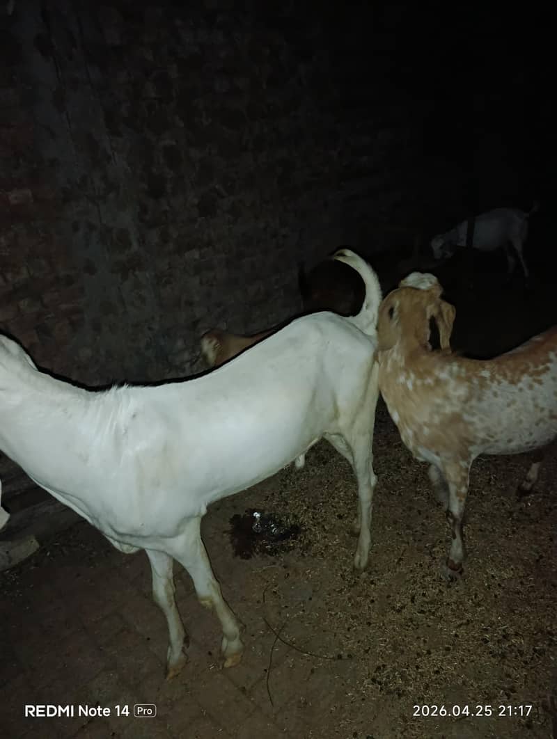 rajanpuri 1