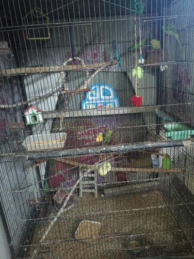 Australian parrots