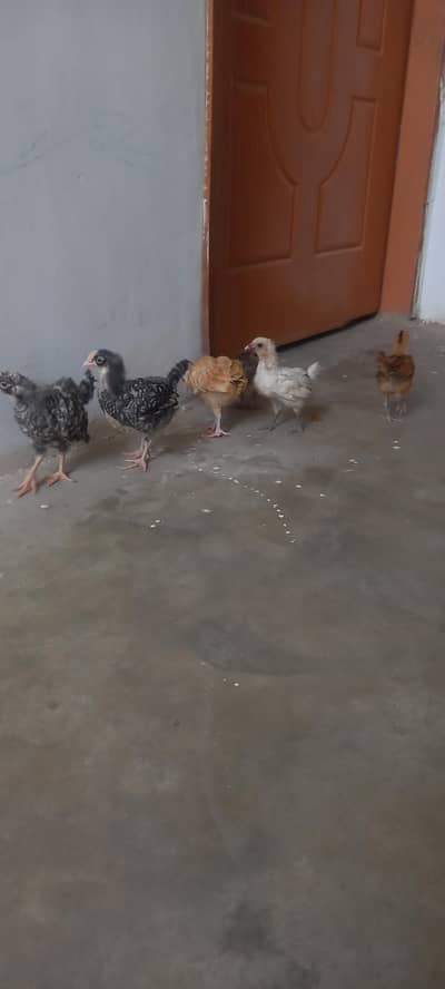 Desi Chick's Avaliable