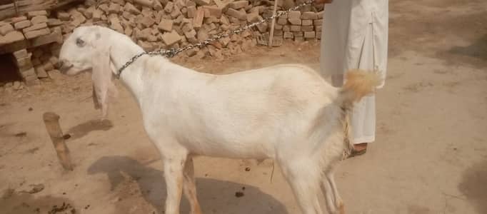 VVIP Qurbani Bakra 2026 for Sale  03075999299 WhatsApp