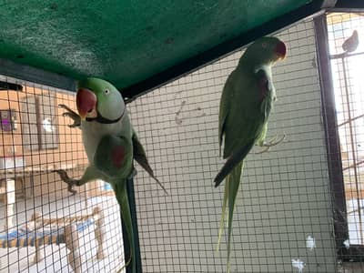 Raw parrots male and female