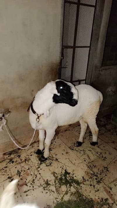 sheep