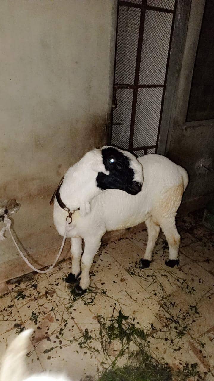 sheep 0