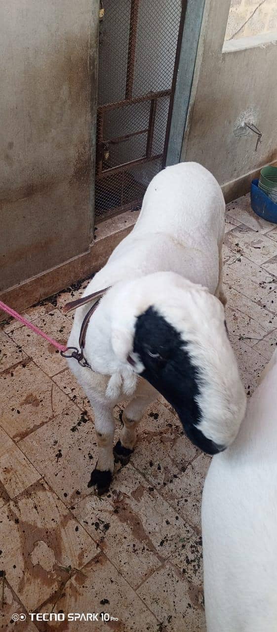 sheep 1