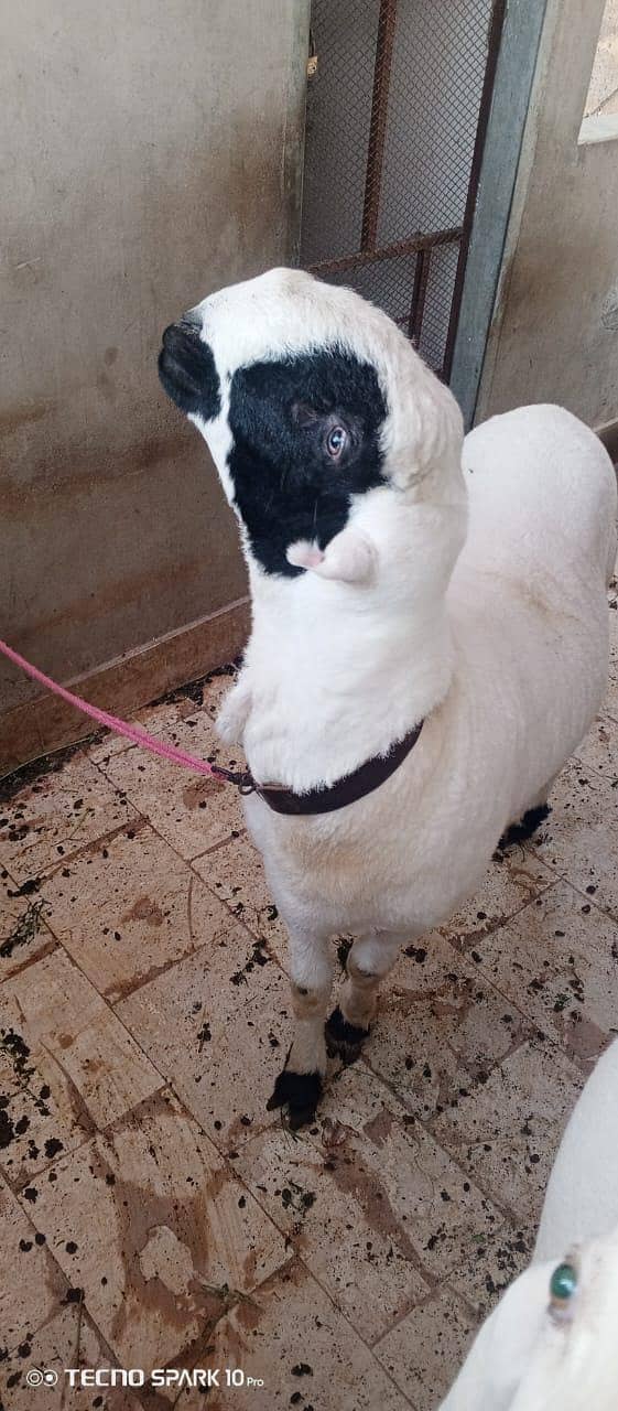 sheep 2