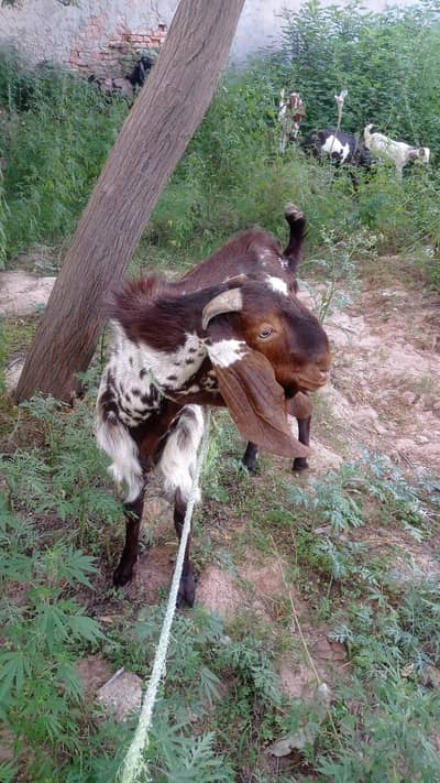 beautiful Qurbani bakra
