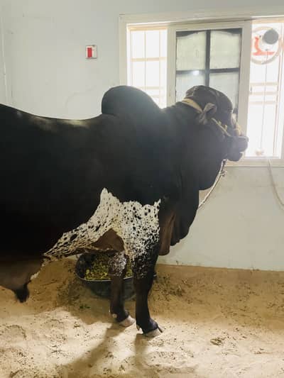 Bull sell for qurbani 2026/2027