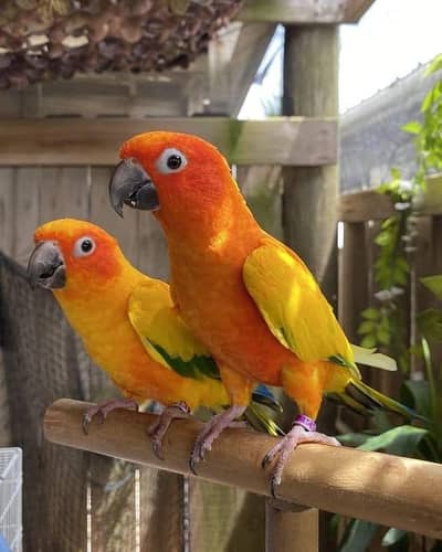 Sun Conure Pair for Sell