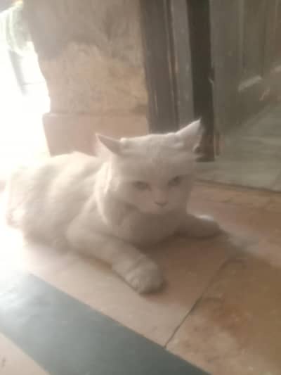 Rare Two Different Eye Color persion cat