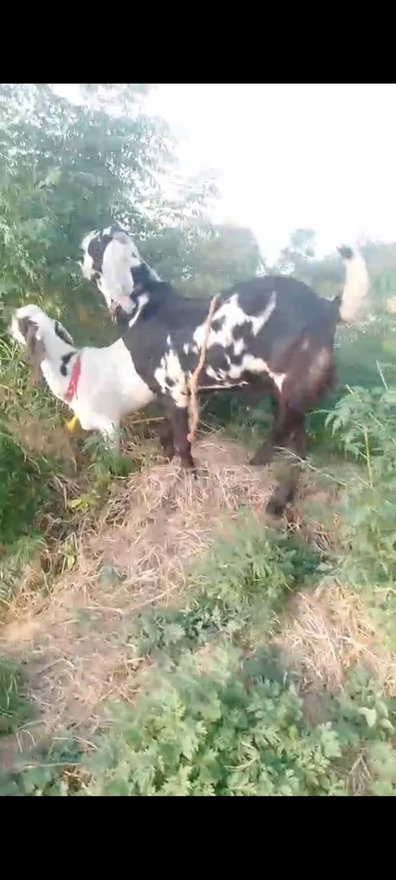 گھر کے پلے ہوئے تین عدد بکرے دو دانت ہیلدی اینڈ ایکٹیو فار سیل 5
