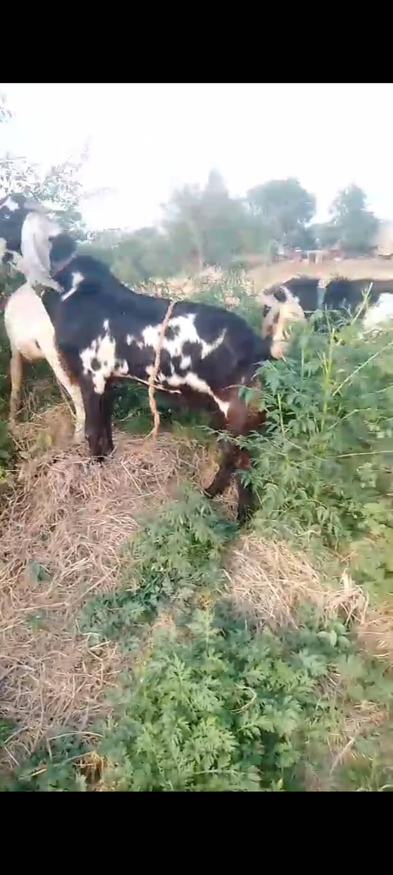 گھر کے پلے ہوئے تین عدد بکرے دو دانت ہیلدی اینڈ ایکٹیو فار سیل 7