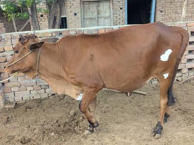 Qurbani ky janwar available
