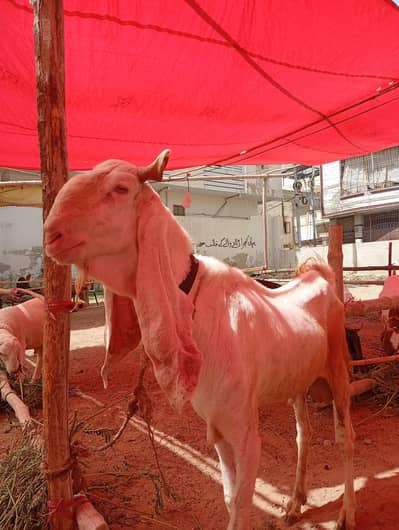 gulabi bakra