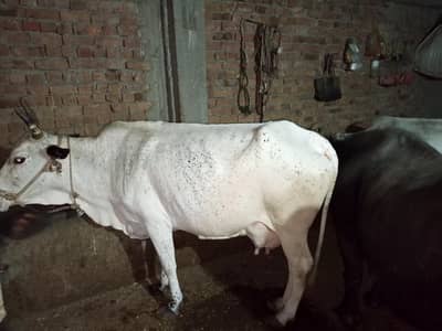  cow for sale 9 kg milk with 6 months pregnant in Islamabad