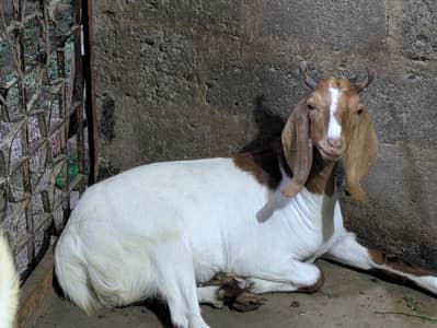 2 dant khassi bakry
