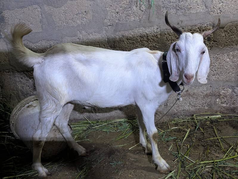 2 dant khassi bakry 6