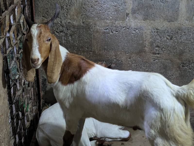 2 dant khassi bakry 7