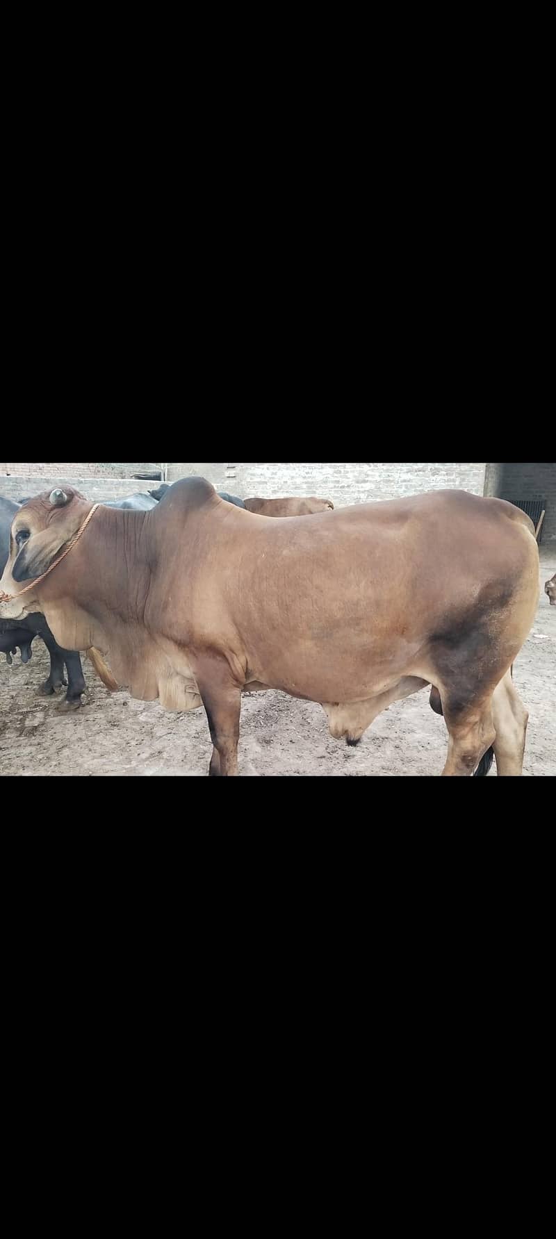 قربانی کے لئے اعلیٰ نسل اور خوبصورت جانور 0