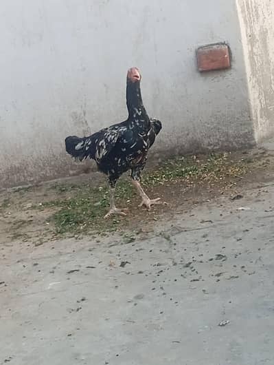 Aseel murgi black cheeni sale