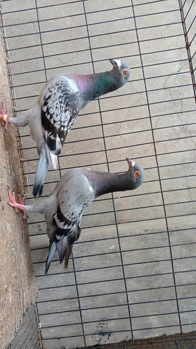Racers, Sherazi fosters pigeon
