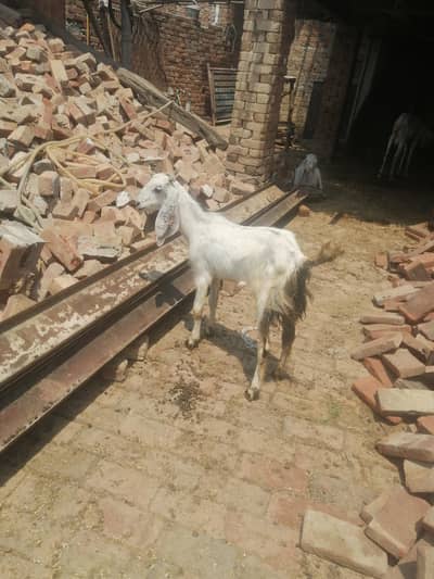 Desi bakra 4 month age
