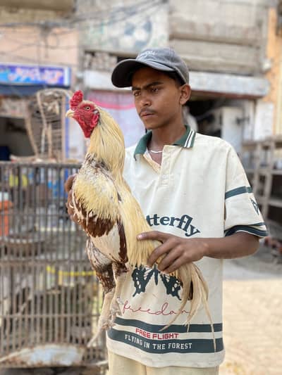 Aseel mianwali