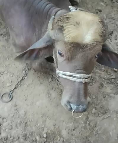 Qurbani Bull