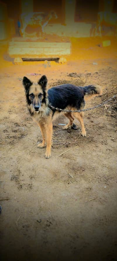 German shepherd dog brand har bat samjta h