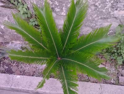 sago palm Tree