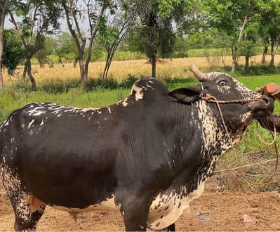 Pakhari Bull